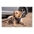 Ham pentru câini Company of Animals CarSafe Negru Mărimea M