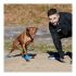 Cizme Pawz Câine 12 Unități Mărimea XL Verde