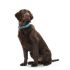 Zgardă pentru câini Hunter Convenience 53-61 cm L/XL Turquoise