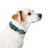 Zgardă pentru câini Hunter Vario Basic Fire Turquoise 20