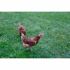 Gard Kerbl Negru 5 x 10 m
