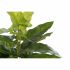 Plantă decorativă DKD Home Decor PVC polipropilenă 25 x 25 x 30 cm