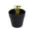Plantă decorativă DKD Home Decor PVC polipropilenă 25 x 25 x 30 cm