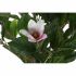 Plantă decorativă DKD Home Decor Roz Verde PE (60 x 60 x 125 cm)