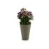 Plantă decorativă Ibergarden Plastic 11 x 22 x 11 cm