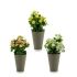 Plantă decorativă Ibergarden Plastic 11 x 22 x 11 cm