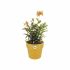 Ghiveci Elho 9262302511800 Ocru Plastic Rotund Ø 24,7 x 23,2 cm