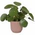 Ghiveci Elho Roz Plastic Rotund Rotundă Modern Ø 25 cm