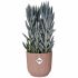 Ghiveci Elho Roz Plastic Rotund Rotundă Modern Ø 25 cm