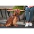 Ham pentru câini Red Dingo Dingo 47-73 cm 56-80 cm Mov L