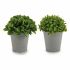 Plantă decorativă Ibergarden A18124-128-1 Plastic 13 x 17 x 13 cm (12 Unități)