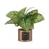 Plantă decorativă Ibergarden Home Metal Plastic Doză 26 x 26 x 26 cm Cupru (6 Unități)