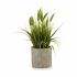 Plantă decorativă Ibergarden XD171059 Plastic Spic (de grâu) 12 x 30 x 12 cm (8 Unități)