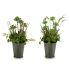 Plantă decorativă Ibergarden XD16-819 Plută Plastic Flori Câmp 20 x 41 x 20 cm (6 Unități)