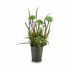 Plantă decorativă Ibergarden XD16-818 Metal Plastic Lavandă 13 x 40 x 13 cm (12 Unități)