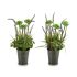 Plantă decorativă Ibergarden XD16-818 Metal Plastic Lavandă 13 x 40 x 13 cm (12 Unități)