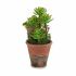 Plantă decorativă Ibergarden XD16-849 Plastic Suculent 16 x 23 x 16 cm (12 Unități)