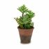 Plantă decorativă Ibergarden XD16-849 Plastic Suculent 16 x 23 x 16 cm (12 Unități)