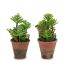 Plantă decorativă Ibergarden XD16-849 Plastic Suculent 16 x 23 x 16 cm (12 Unități)