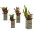 Plantă decorativă Ibergarden Flowers Garden 10 x 50 x 10 cm Maro Verde (4 Unități)