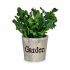 Plantă decorativă Ibergarden XD16-710 Plastic 16 x 22 x 16 cm (12 Unități)