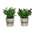 Plantă decorativă Ibergarden XD16-710 Plastic 16 x 22 x 16 cm (12 Unități)