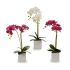 Plantă decorativă Ibergarden A18124-50-2WH Plastic Orhidee 18 x 47 x 14 cm (6 Unități)