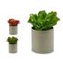 Plantă decorativă Ibergarden YC181588 20 x 25 x 20 cm (6 Unități)