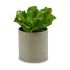 Plantă decorativă Ibergarden YC181588 20 x 25 x 20 cm (6 Unități)