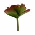 Plantă decorativă Ibergarden YD0001 Plastic Frunze Mare 27 x 29 x 27 cm Bicolor (6 Unități)