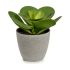Plantă decorativă Ibergarden YC184572 Plastic 18 x 18,5 x 18 cm (6 Unități)