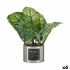 Plantă decorativă Ibergarden HY2-90 Metal Plastic Caladium plantă cu flori 26 x 26 x 26 cm (6 Unități)